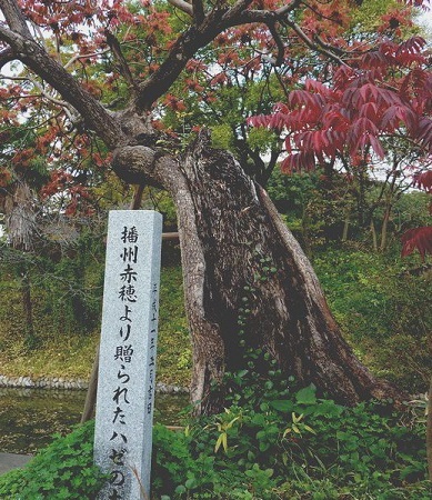 赤穂藩から贈られたハゼの木(1).jpg
